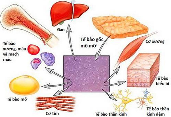 Các tế bào gốc được sử dụng trong liệu pháp điều trị bệnh lupus ban đỏ hệ thống